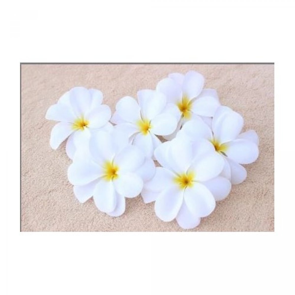Tete de Fleur de Frangipanier blanc x 10 pièces