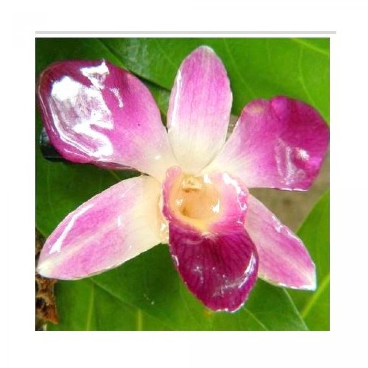 Orchidée rose sur pince