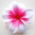Tete de Fleur de Frangipanier blanc & rose fushia x 10 pièces