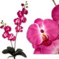 Orchidée artificielle rose fuchsia - 2 branches 
