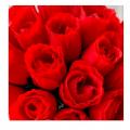 Roses artificielles rouges en soie x 10