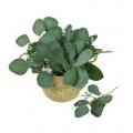 Bouquet de feuilles deucalyptus artificiel vert et blanc