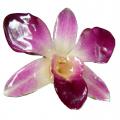 Orchidée rose sur pince