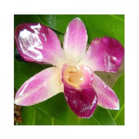 Véritable orchidée déminéralisée rose pale montée sur broche